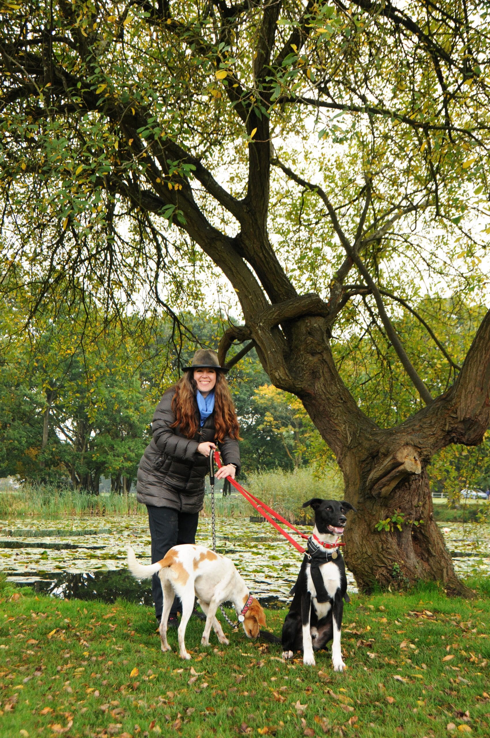 Dog Training (In Person or On Line)