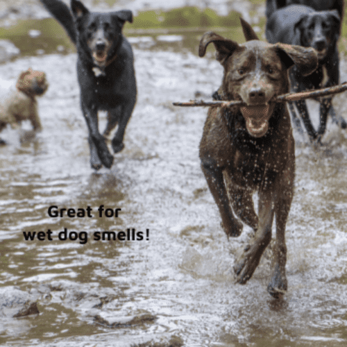 Different dogs running through water