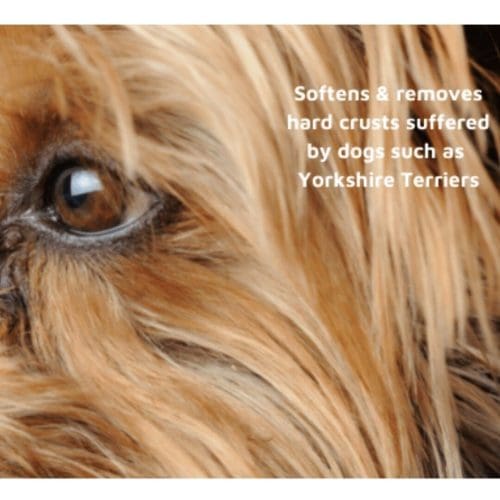 Close up Yorkie eye