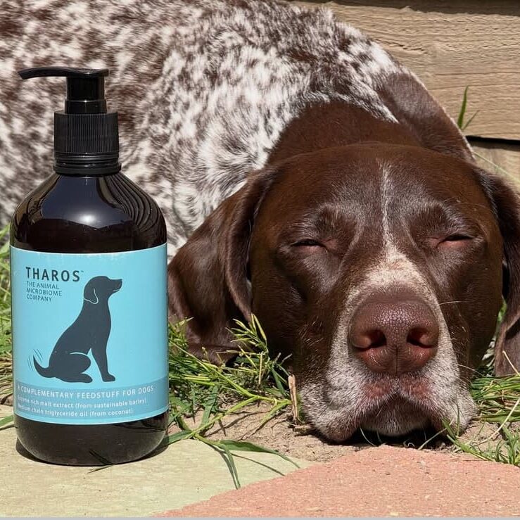 caninectar-gundog