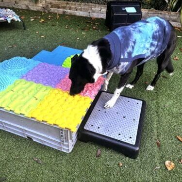 ACE-Free-Work-in-garden-Bodie-post-surgery