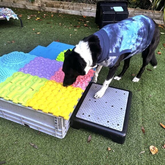 ACE-Free-Work-in-garden-Bodie-post-surgery