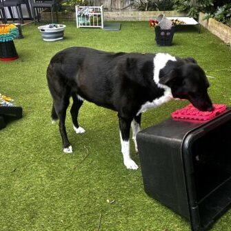 Bodie-ACE-Free-Work-raised-silicone-snuffle-station