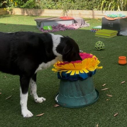 Dog sticking his nose into a paper flower on bucket