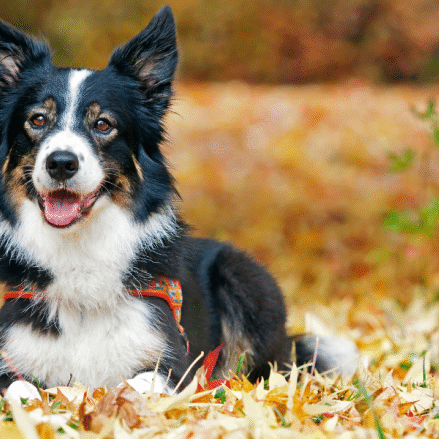 Collie in Autumn leaves with harness on be aware of the rise in dog theft