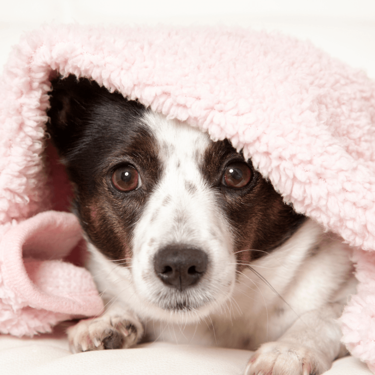 Small dog under light pink blanket