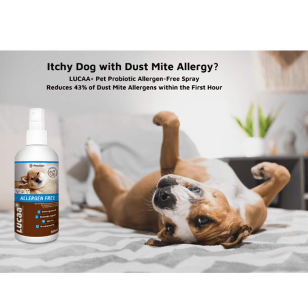 Ingenious Probiotics allergen free with dog on bed