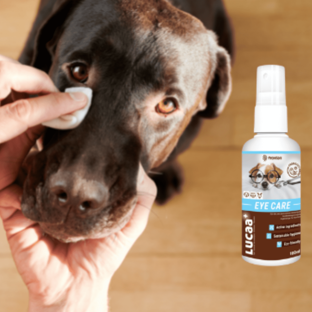 Lucaa Eye care product with brown lab