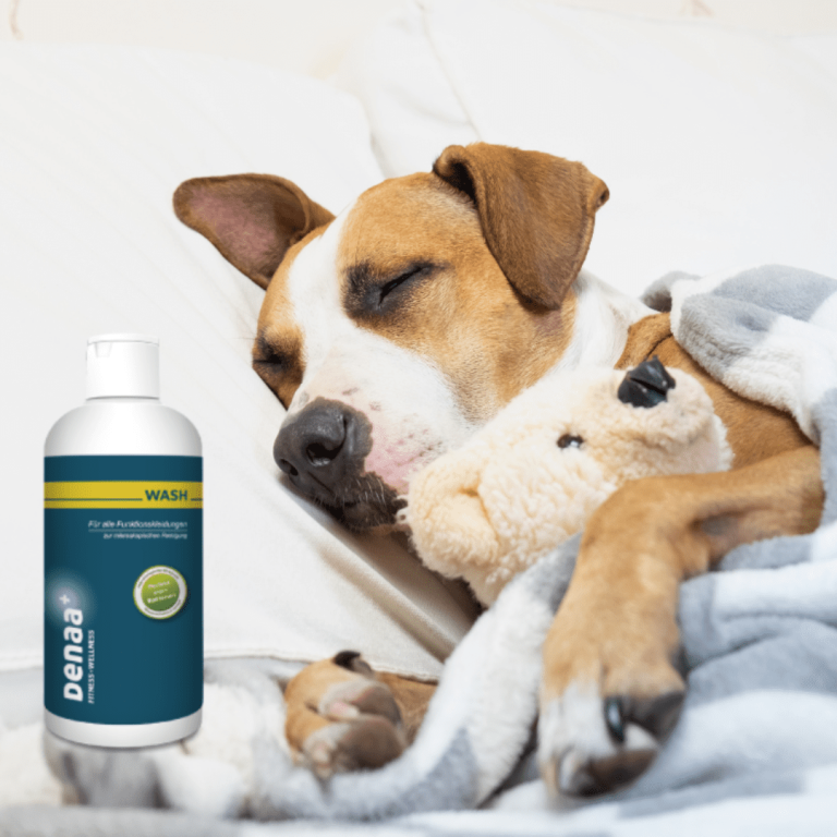 Denaa wash with dog sleeping with teddy