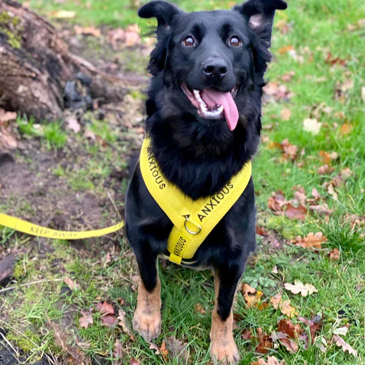 Black dog with yellow anxious harness