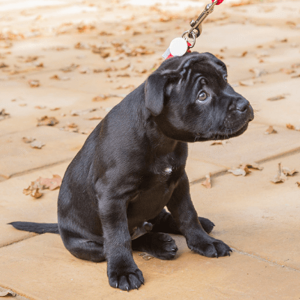 Black puppy on a leash being pulled