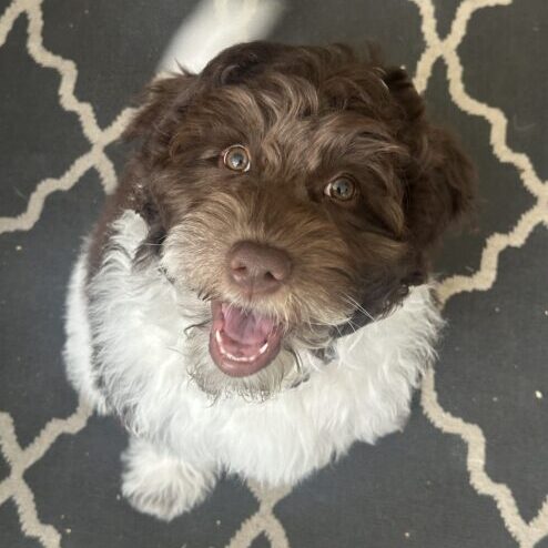 australian-labradoodle-puppy-looking-at-camera