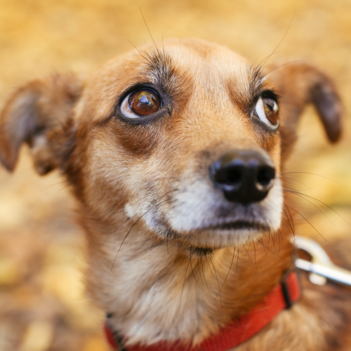 scared-tan-dog-on-a-lead