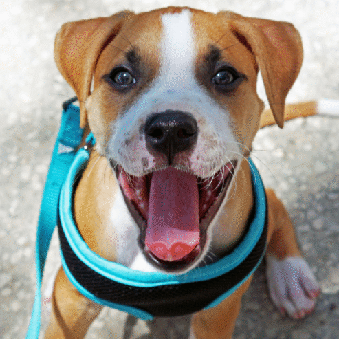 tan and white puppy in harness cropped