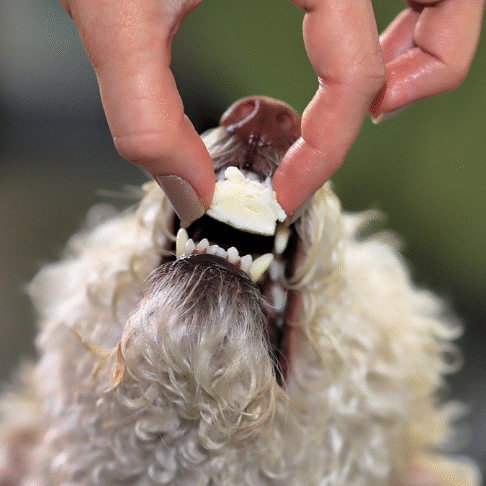 white curly dog eating cheese crop