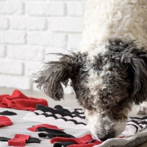 white-and-grey-dog-at-snuffle-mat