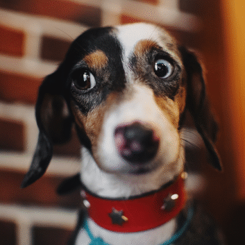 worried looking puppy